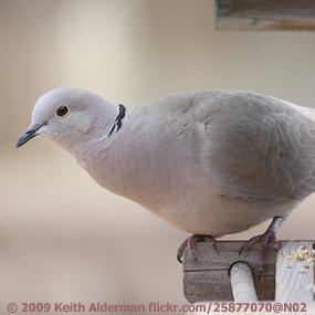 Eurasian Collared-Dove