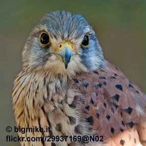 Eurasian Kestrel