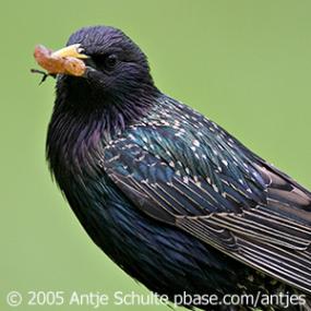 European Starling 