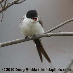 Fork-tailed Flycatcher