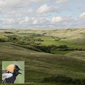 Grasslands of Saskatchewan