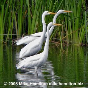 Great Egrets