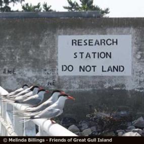 Great Gull Island