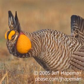 Greater Prarie-Chicken