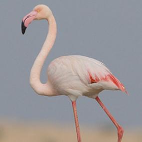 Greater Flamingo
