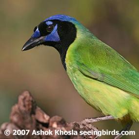 Green Jay