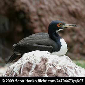 Guanay Cormorant