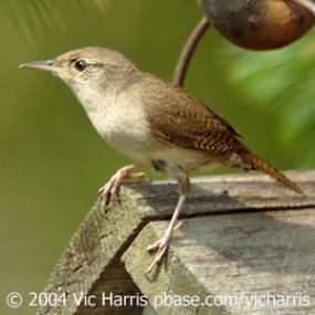 House Wren