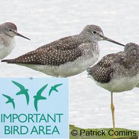 Lesser Yellowlegs