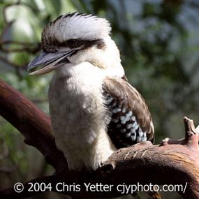 Laughing Kookaburra