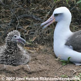 Laysan Albatross