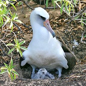 Laysan Albatross and chick