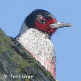 Improving the Lives of Birds