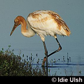 Whooping Crane