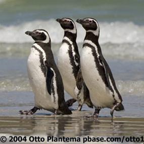 Magellanic Penguins