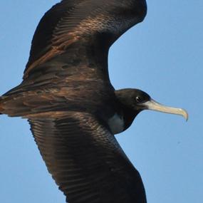 Magnificent Frigatebird in flight