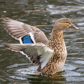 Female Mallard Duck