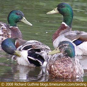 Mallards' Eclipse Plumage