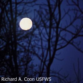 Moon of falling leaves