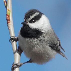 Mountain Chickadee