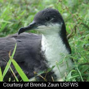 Newell's Shearwater