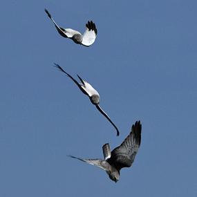 Northern Harrier sky dancing
