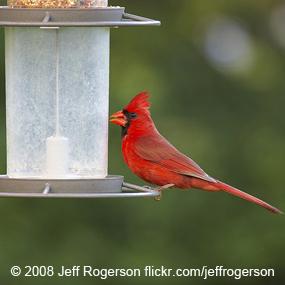 Northern Cardinal male at bird feeder