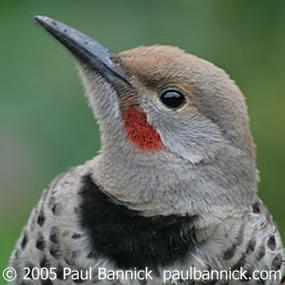 Northern Flicker