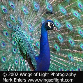 Peacock displaying tail feathers