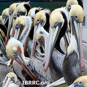 Brown Pelicans