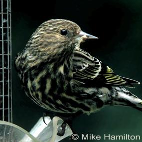 Pine Siskin at bird feeder
