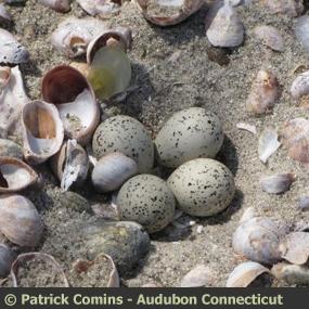 Piping Plover Eggs
