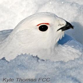 Ptarmigan in snow