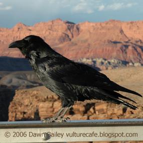 Common Raven