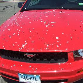 Red Mustang with bird poop
