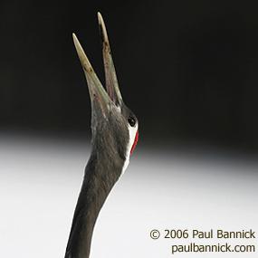 Red-crowned Crane
