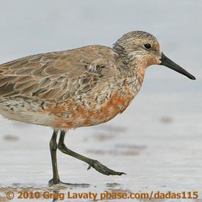 Red Knot