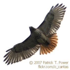 Red-Tailed Hawk in Flight