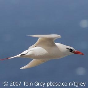 Red-tailed Tropicbird