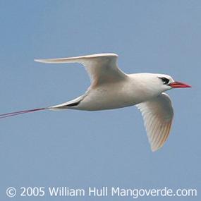 Red-tailed Tropicbird