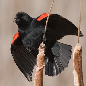 Male Red-winged Blackbird