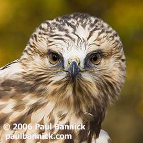 Rough-legged Hawk