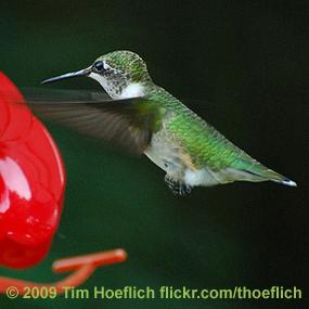 Ruby-throated Hummingbird