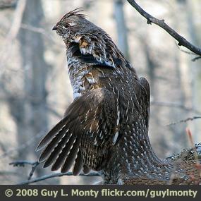 Ruffed Grouse