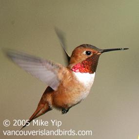Rufous Hummingbird in flight
