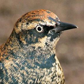 Rusty Blackbird