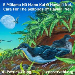 Saving Shearwaters