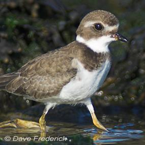 Semipalmated Plover