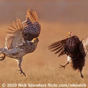 Sharp-tailed Grouse