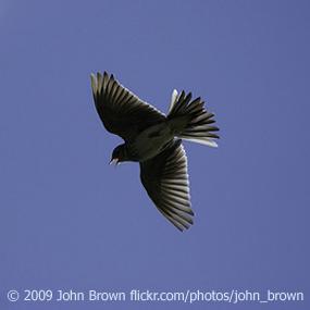 Skylark